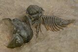 Rare, Spiny Lichid (Acanthopyge) Trilobite - Atchana, Morocco #312765-6